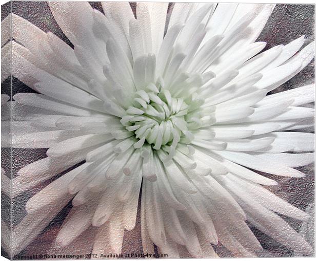 White Chrysanthemum Canvas Print by Fiona Messenger