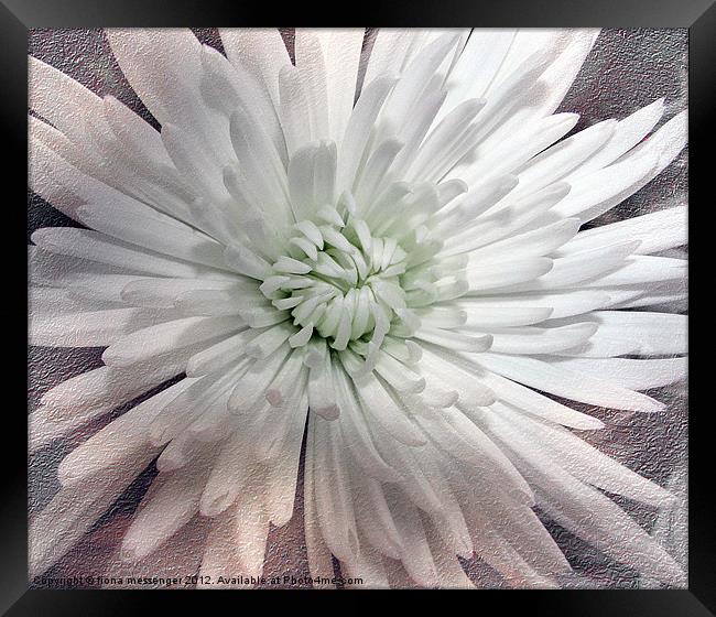 White Chrysanthemum Framed Print by Fiona Messenger
