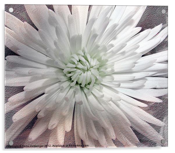 White Chrysanthemum Acrylic by Fiona Messenger