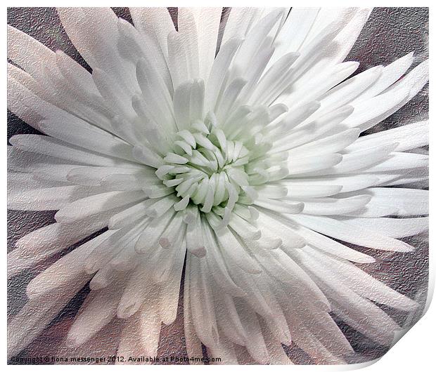 White Chrysanthemum Print by Fiona Messenger