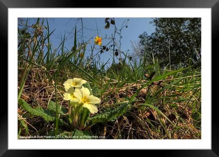 Primrose in the wild Framed Mounted Print by Rob Hawkins