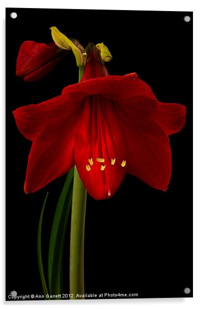 Red Amaryllis - 5 Acrylic by Ann Garrett
