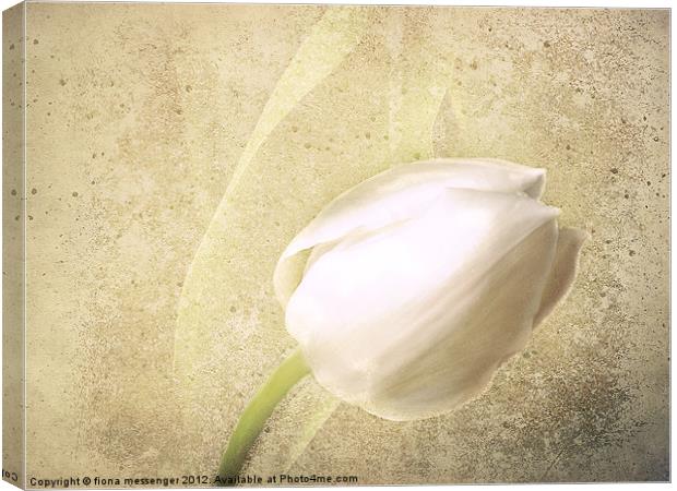 White Tulip Canvas Print by Fiona Messenger