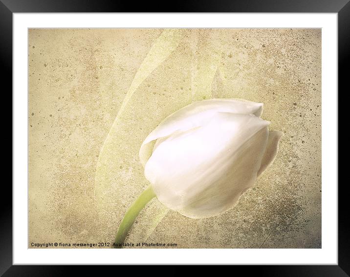 White Tulip Framed Mounted Print by Fiona Messenger