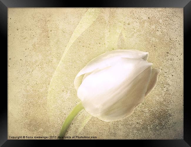 White Tulip Framed Print by Fiona Messenger