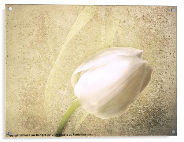 White Tulip Acrylic by Fiona Messenger