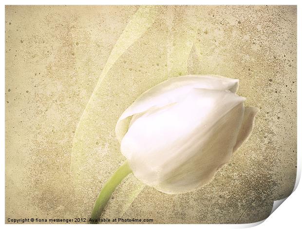 White Tulip Print by Fiona Messenger