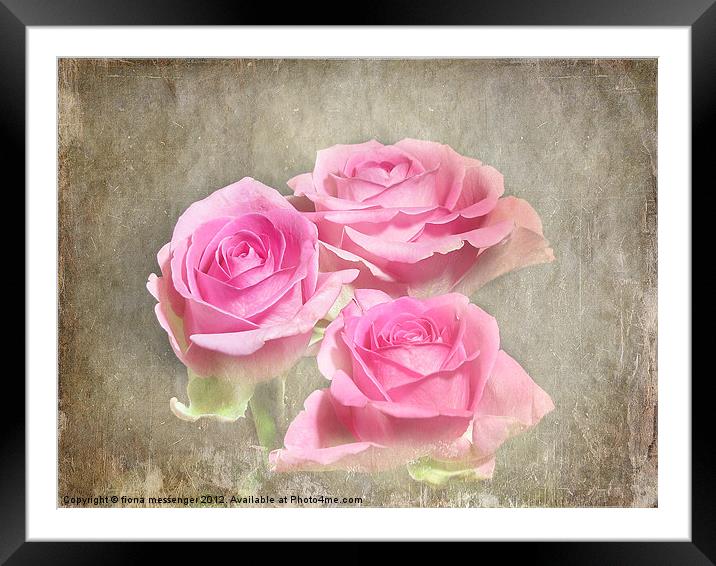 Trio of Pink Roses Framed Mounted Print by Fiona Messenger