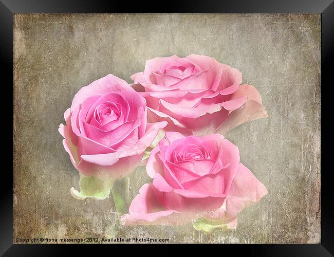 Trio of Pink Roses Framed Print by Fiona Messenger