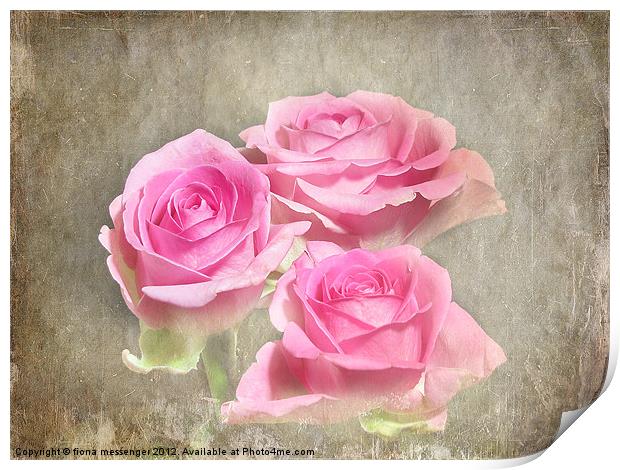 Trio of Pink Roses Print by Fiona Messenger
