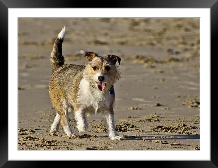 Berty Jack Russell Framed Mounted Print by Jennie Franklin