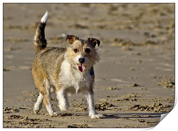 Berty Jack Russell Print by Jennie Franklin