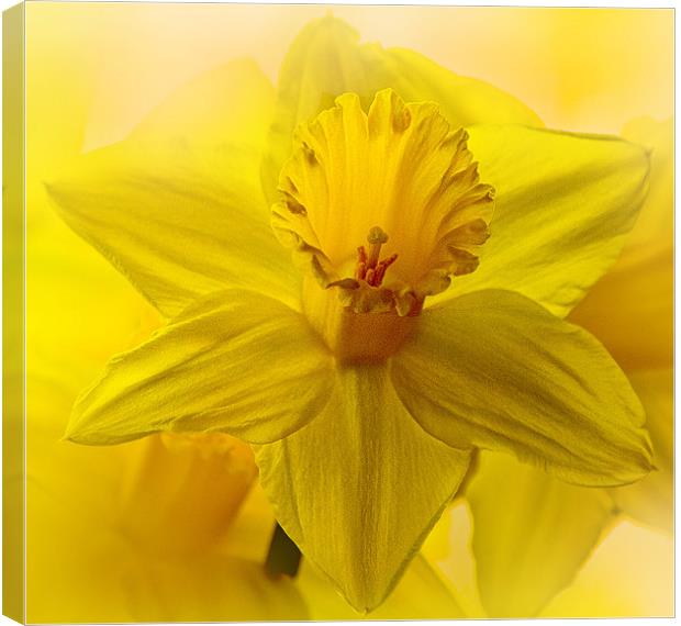 Daffodil, the harbinger of Spring Canvas Print by Anthony Hedger
