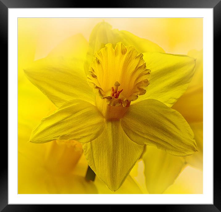 Daffodil, the harbinger of Spring Framed Mounted Print by Anthony Hedger