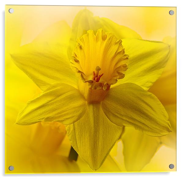 Daffodil, the harbinger of Spring Acrylic by Anthony Hedger
