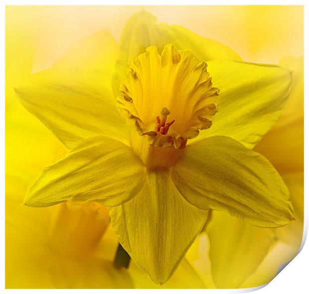 Daffodil, the harbinger of Spring Print by Anthony Hedger