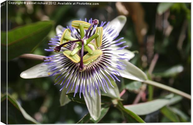 Passiflora Canvas Print by perriet richard