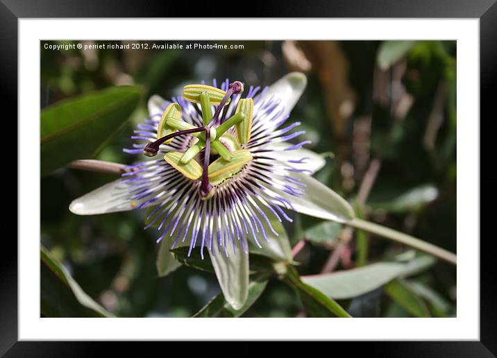 Passiflora Framed Mounted Print by perriet richard
