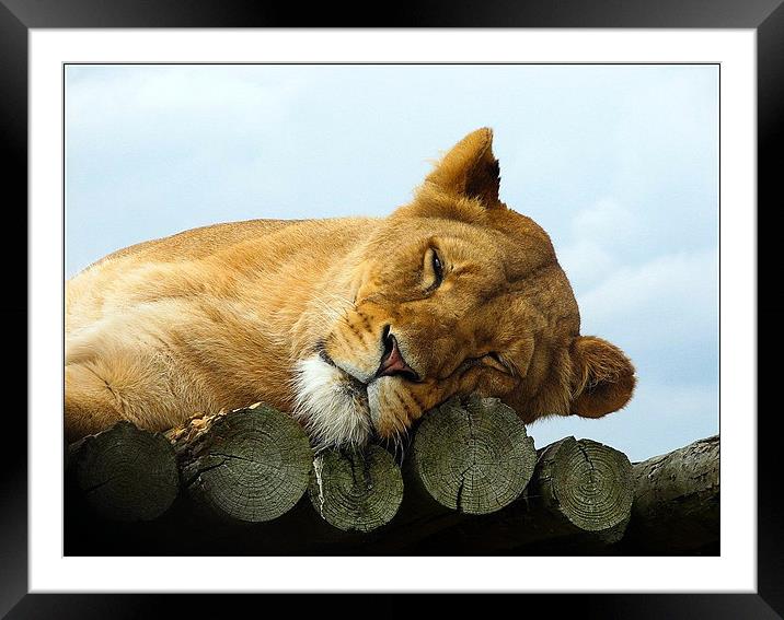 Lazing Lioness Framed Mounted Print by Sandhya Kashyap