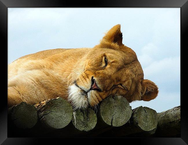 Lazing Lioness Framed Print by Sandhya Kashyap