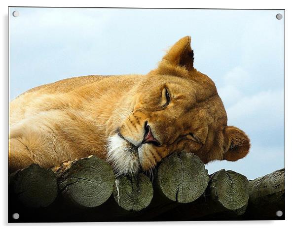 Lazing Lioness Acrylic by Sandhya Kashyap
