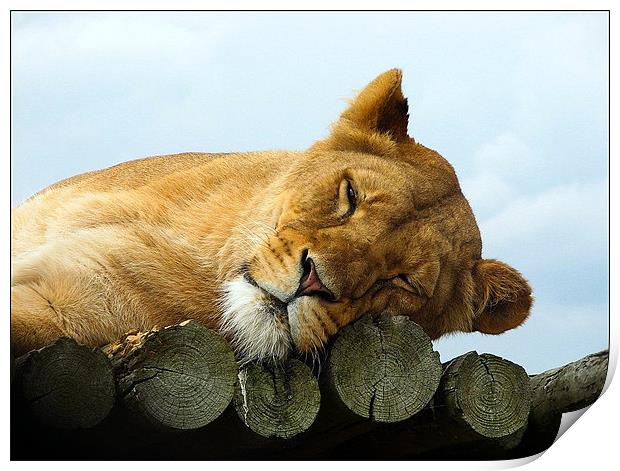 Lazing Lioness Print by Sandhya Kashyap
