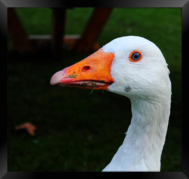 Goose with orange kohl Framed Print by Sandhya Kashyap