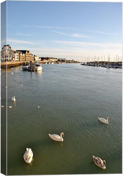 Swans in Littlehampton Harbour Canvas Print by graham young