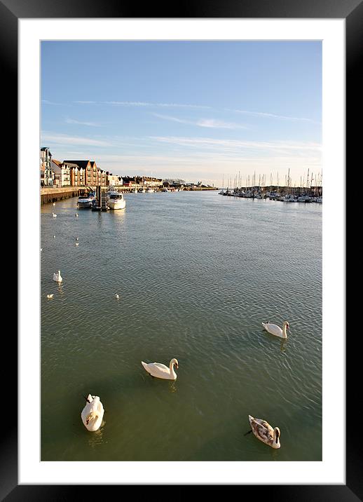 Swans in Littlehampton Harbour Framed Mounted Print by graham young