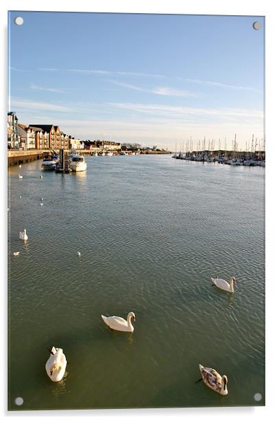 Swans in Littlehampton Harbour Acrylic by graham young
