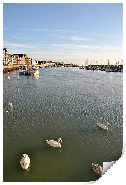 Swans in Littlehampton Harbour Print by graham young