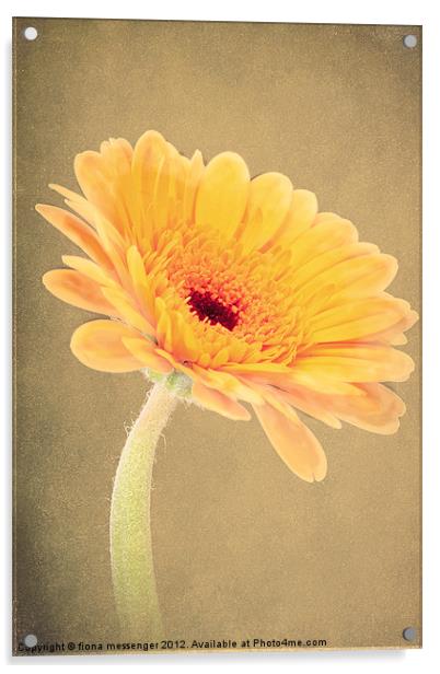 Yellow Gerbera Daisy Acrylic by Fiona Messenger