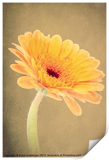 Yellow Gerbera Daisy Print by Fiona Messenger