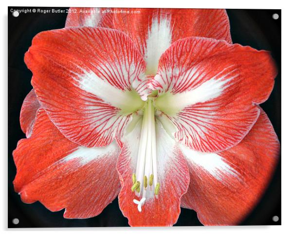 Amaryllis Flower Acrylic by Roger Butler
