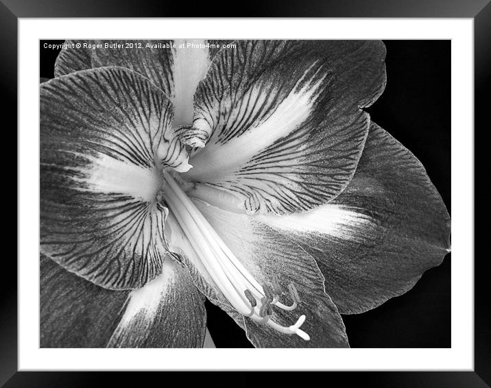 Amaryllis Closeup Black & White Framed Mounted Print by Roger Butler
