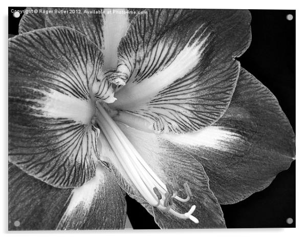 Amaryllis Closeup Black & White Acrylic by Roger Butler
