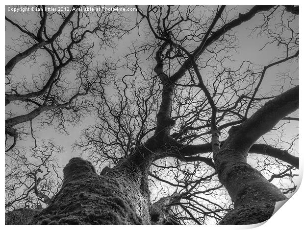 newchurch village trees Print by ian littler