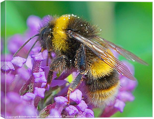 Mr. Bumble Canvas Print by Anthony Hedger