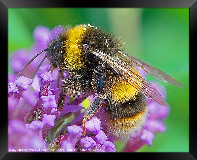 Mr. Bumble Framed Print by Anthony Hedger