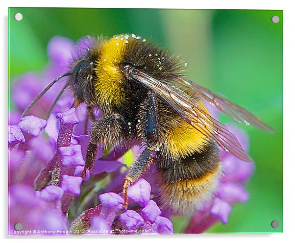 Mr. Bumble Acrylic by Anthony Hedger