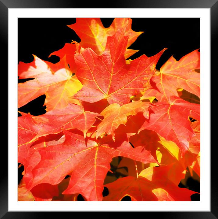 Colorful Maples Framed Mounted Print by Mary Lane