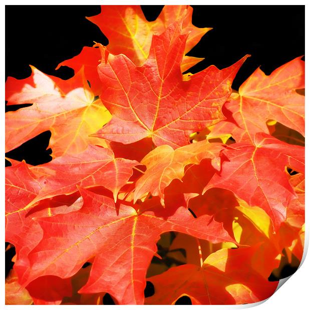Colorful Maples Print by Mary Lane