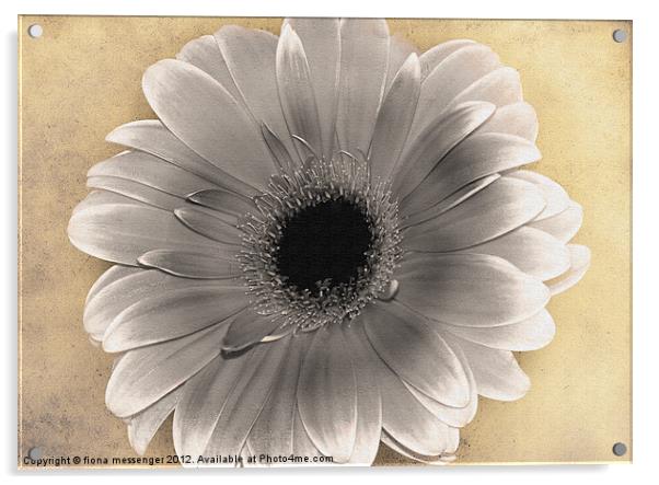 Gerbera Desaturated Acrylic by Fiona Messenger