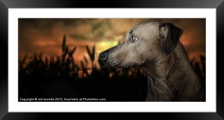 A SUNSET HUNT Framed Mounted Print by Rob Toombs