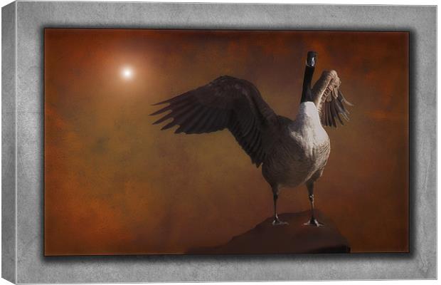 SPREAD YOUR WINGS AND FLY Canvas Print by Tom York