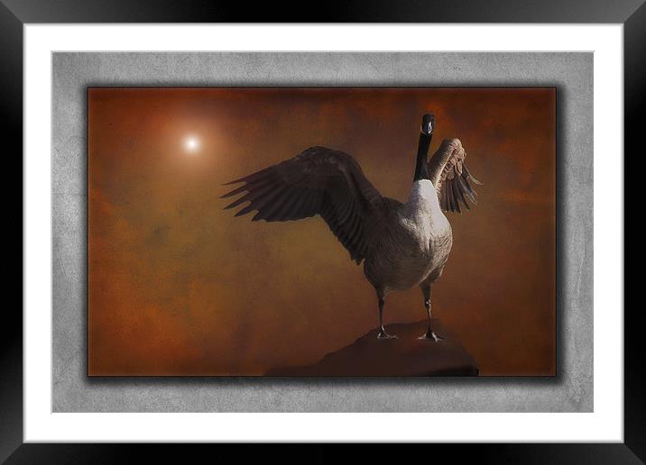 SPREAD YOUR WINGS AND FLY Framed Mounted Print by Tom York