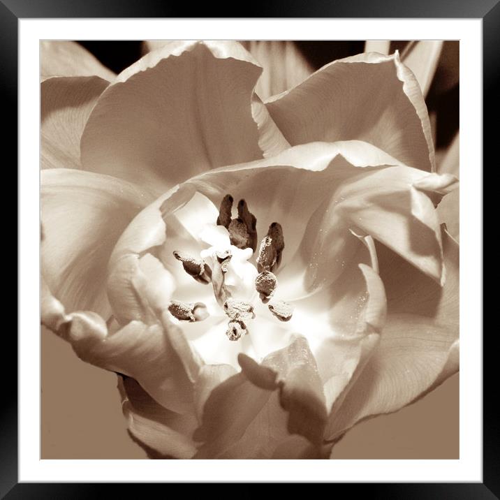 Tulip in sepia Framed Mounted Print by Sharon Lisa Clarke