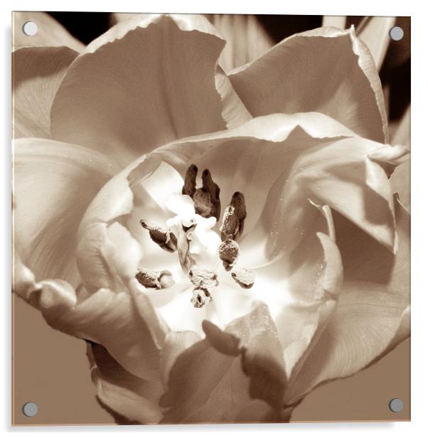 Tulip in sepia Acrylic by Sharon Lisa Clarke