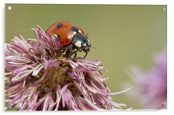 Ladybug Acrylic by Val Saxby LRPS
