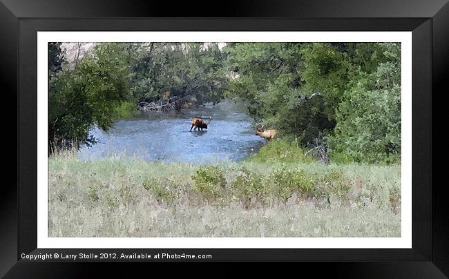 Elk in the River Framed Print by Larry Stolle